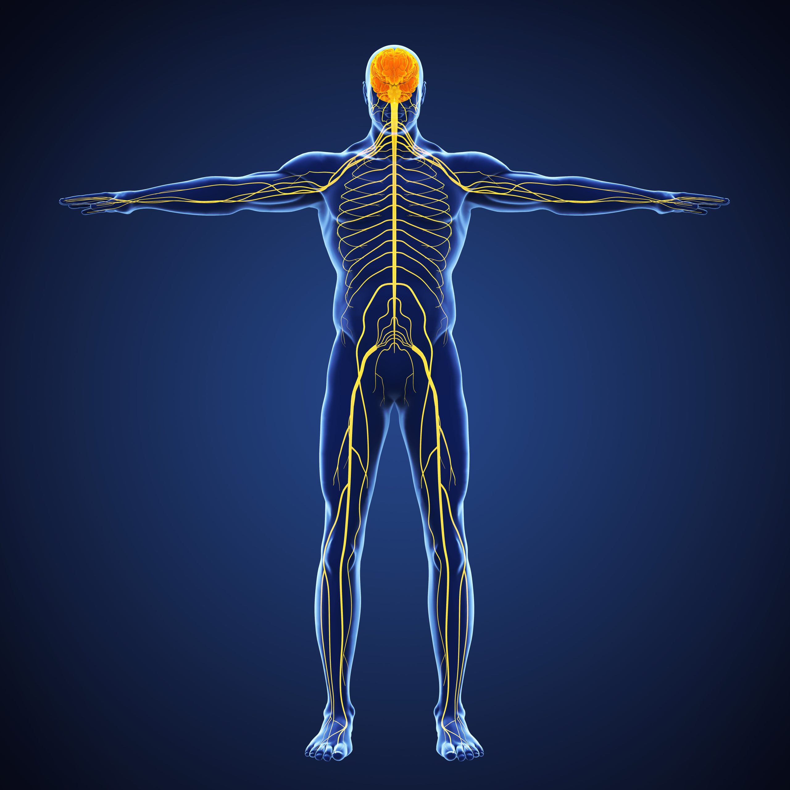 Human Nervous System Illustration https://stage-review.accelsiors.com/wp-content/uploads/2023/07/AdobeStock_242867394-scaled.jpeg