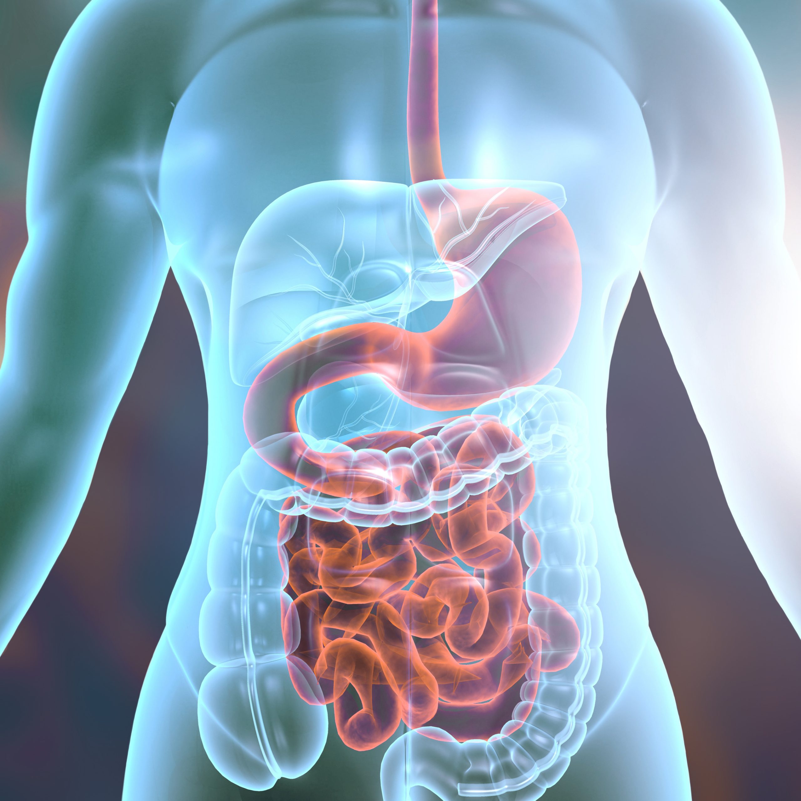 Human body digestive system anatomy. 3d illustration